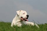 DOGUE ARGENTIN 412